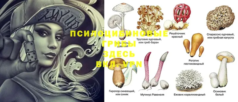 Псилоцибиновые грибы Magic Shrooms  сайты даркнета клад  Красный Холм 